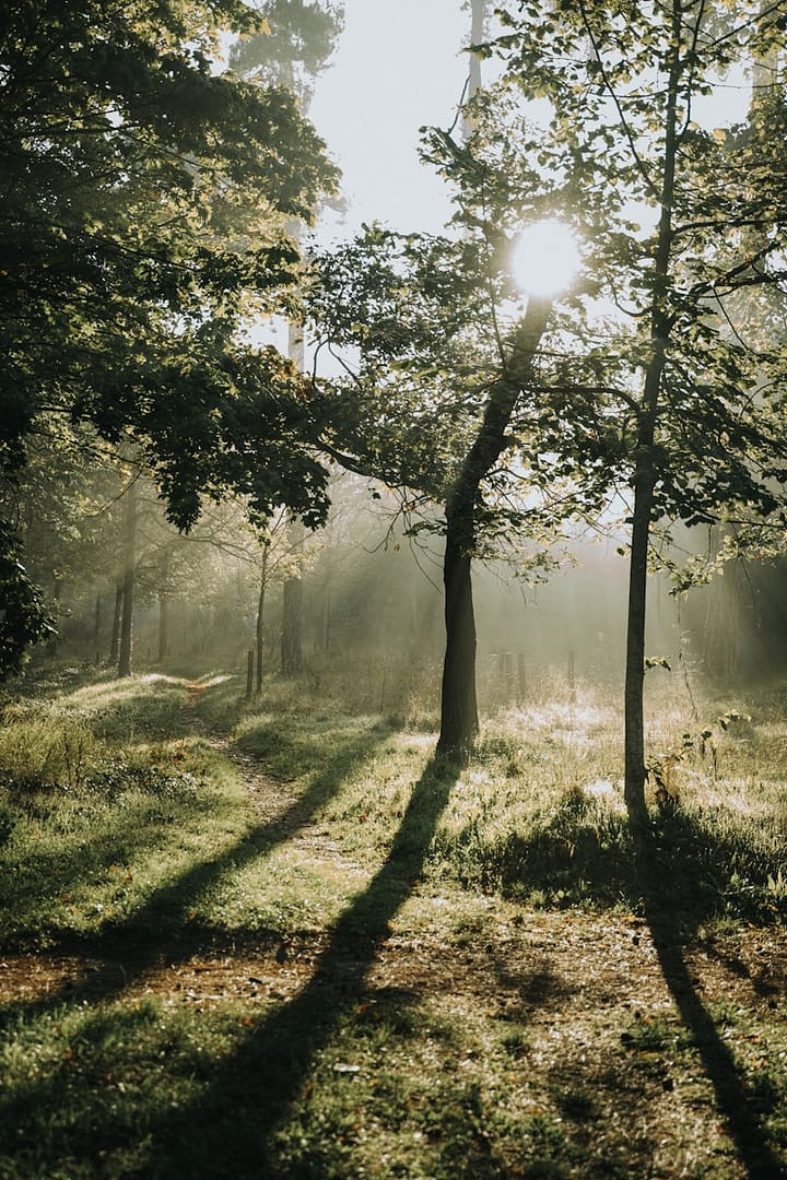 Forêt Valdivienne