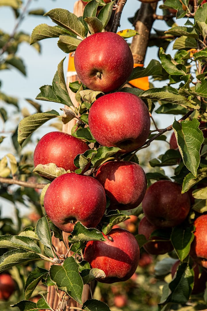 Pomme : Propriétés et bienfaits