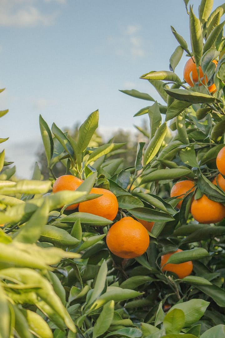 Orange : Propriétés et bienfaits