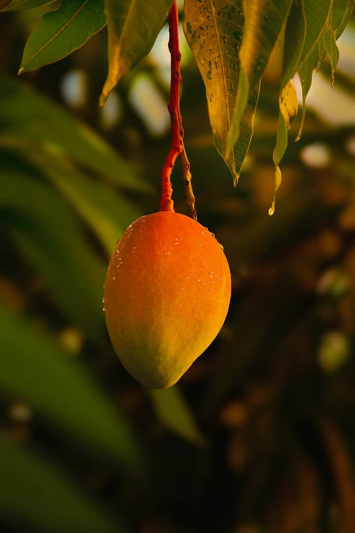Mangue : Propriétés et bienfaits