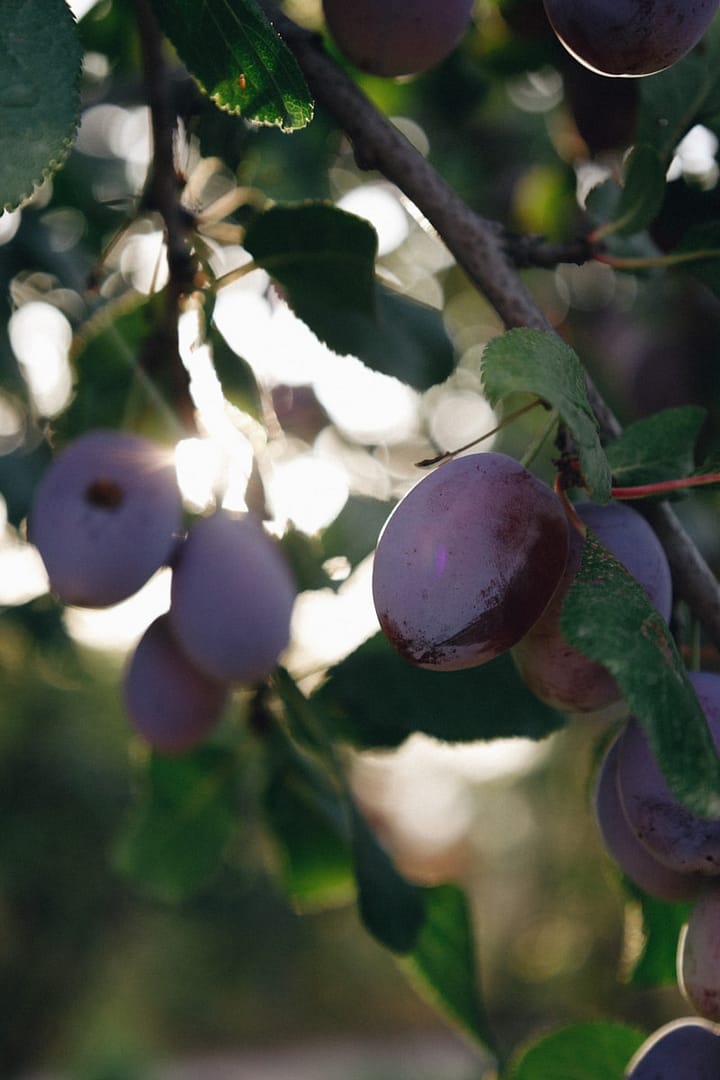 Illawarra plum