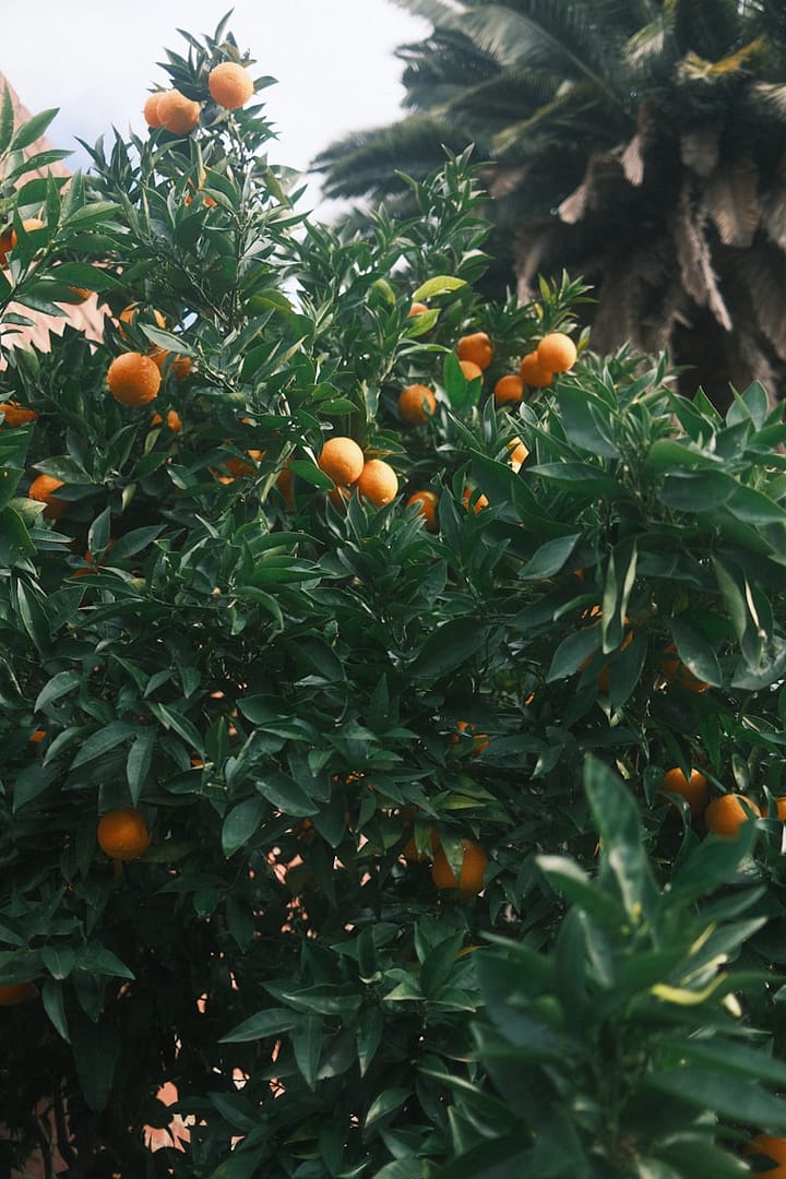Mandarine satsuma : Propriétés et bienfaits