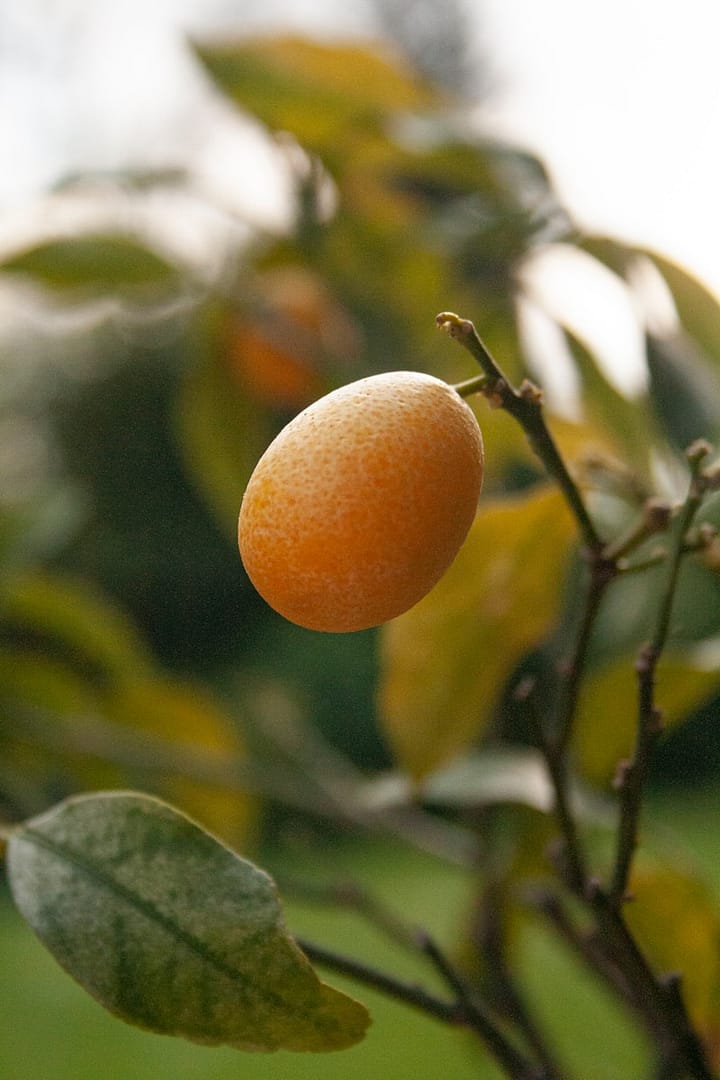 Kumquat : Propriétés et bienfaits