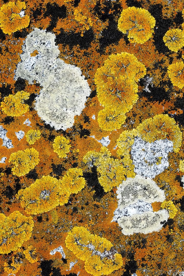 Champignons et lichens
