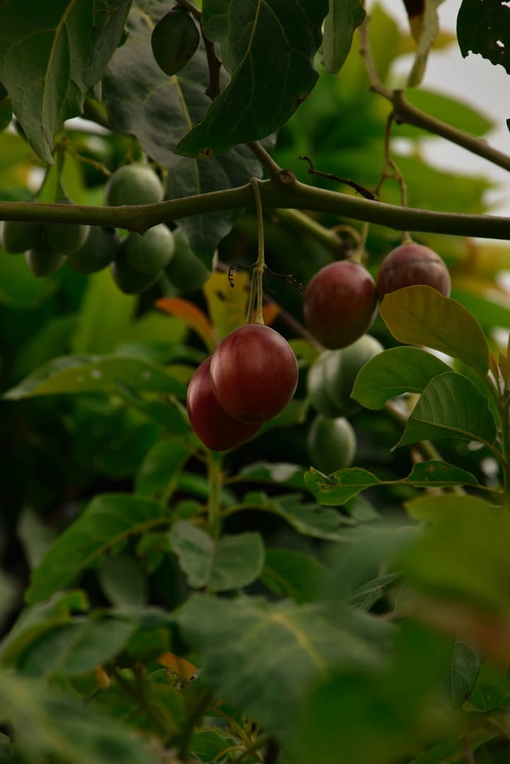 Tamarillo (arbre aux tomates) : Propriétés et bienfaits