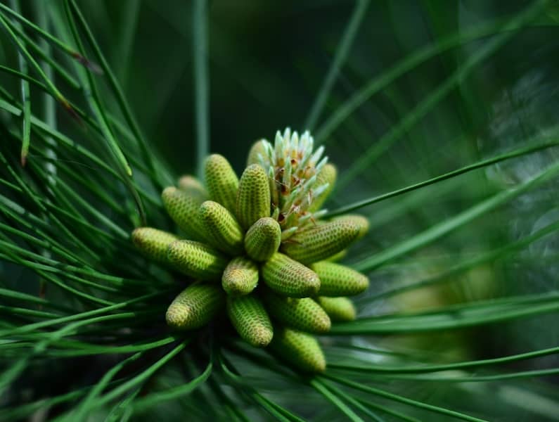 Pignon de pin : Propriétés et bienfaits