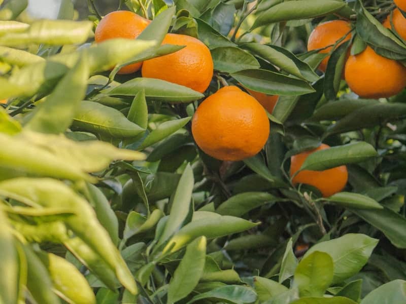 Orange : Propriétés et bienfaits