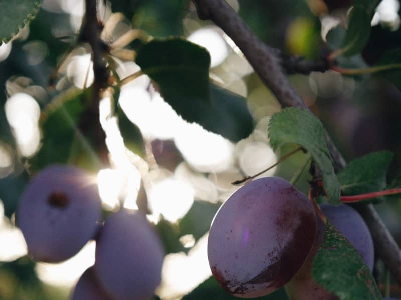 Illawarra plum