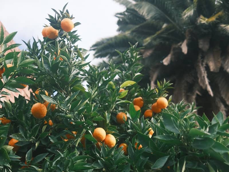 Mandarine satsuma : Propriétés et bienfaits