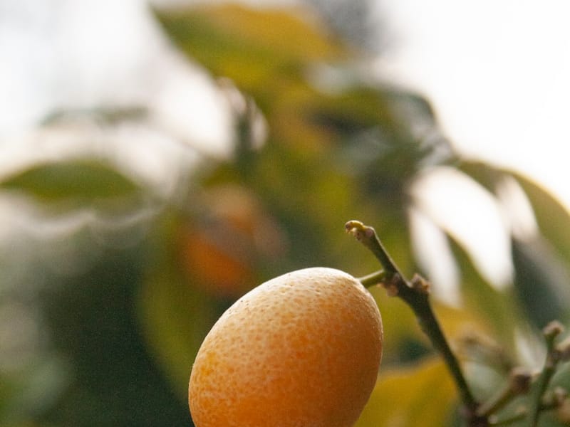 Kumquat : Propriétés et bienfaits