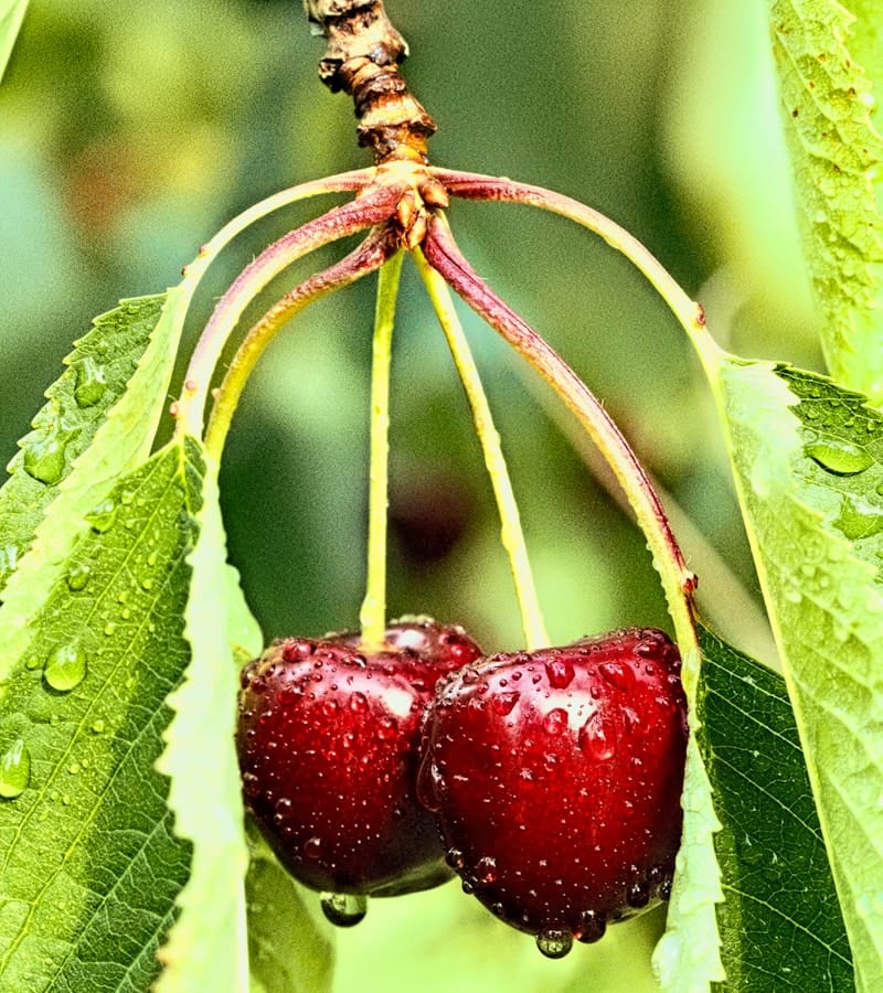 cerise