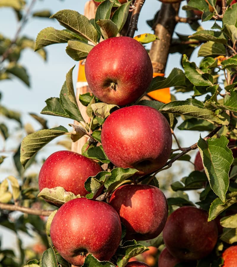 Pomme : Propriétés et bienfaits