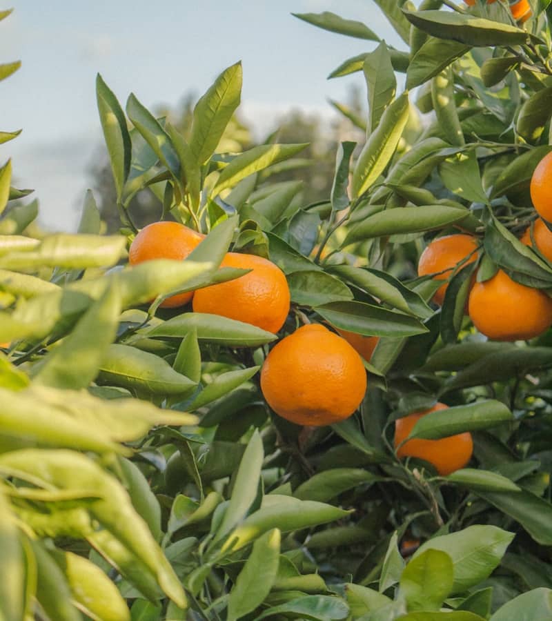 Orange : Propriétés et bienfaits