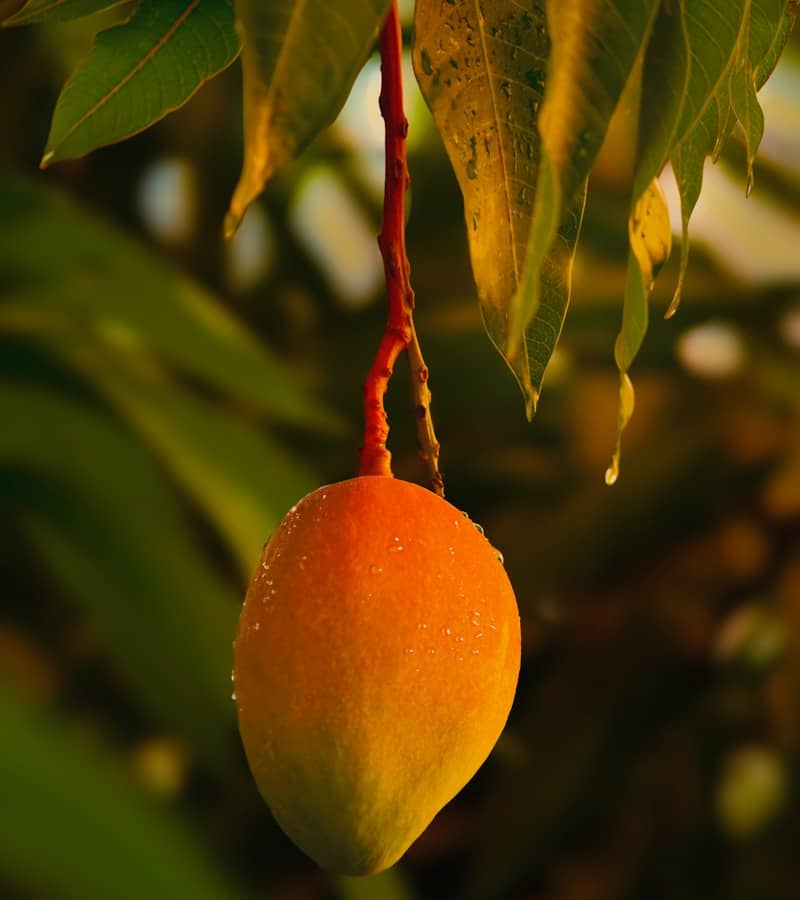 Mangue : Propriétés et bienfaits