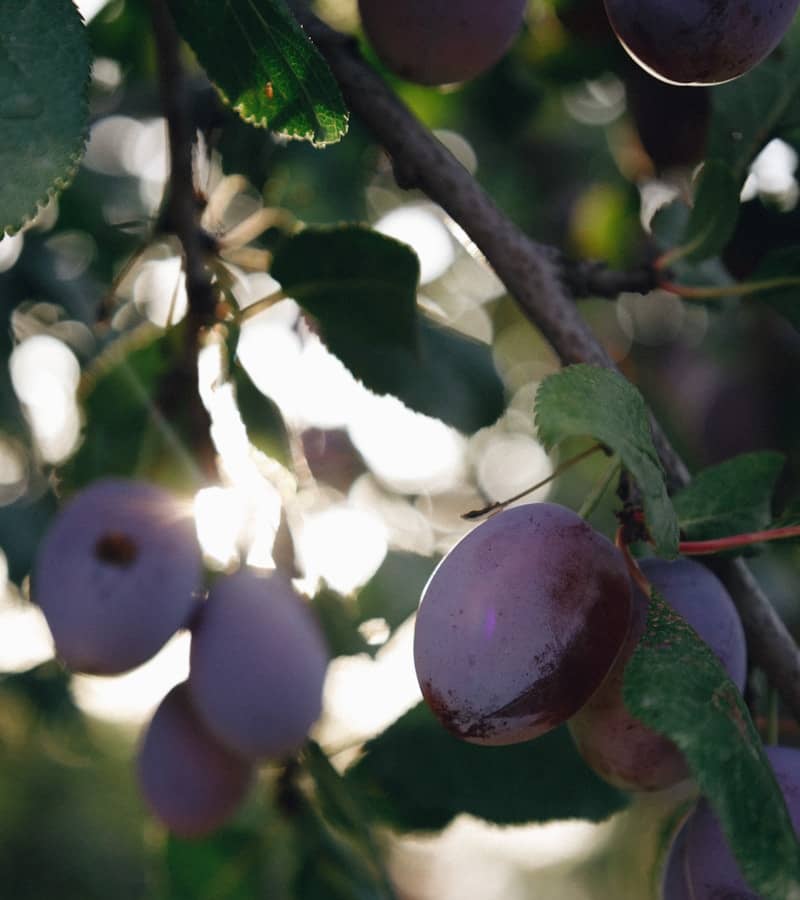 Illawarra plum