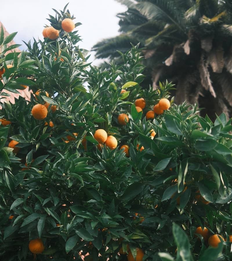 Mandarine satsuma : Propriétés et bienfaits
