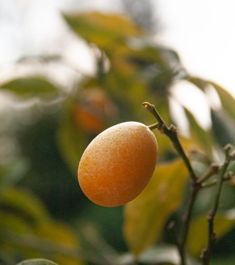 Kumquat : Propriétés et bienfaits