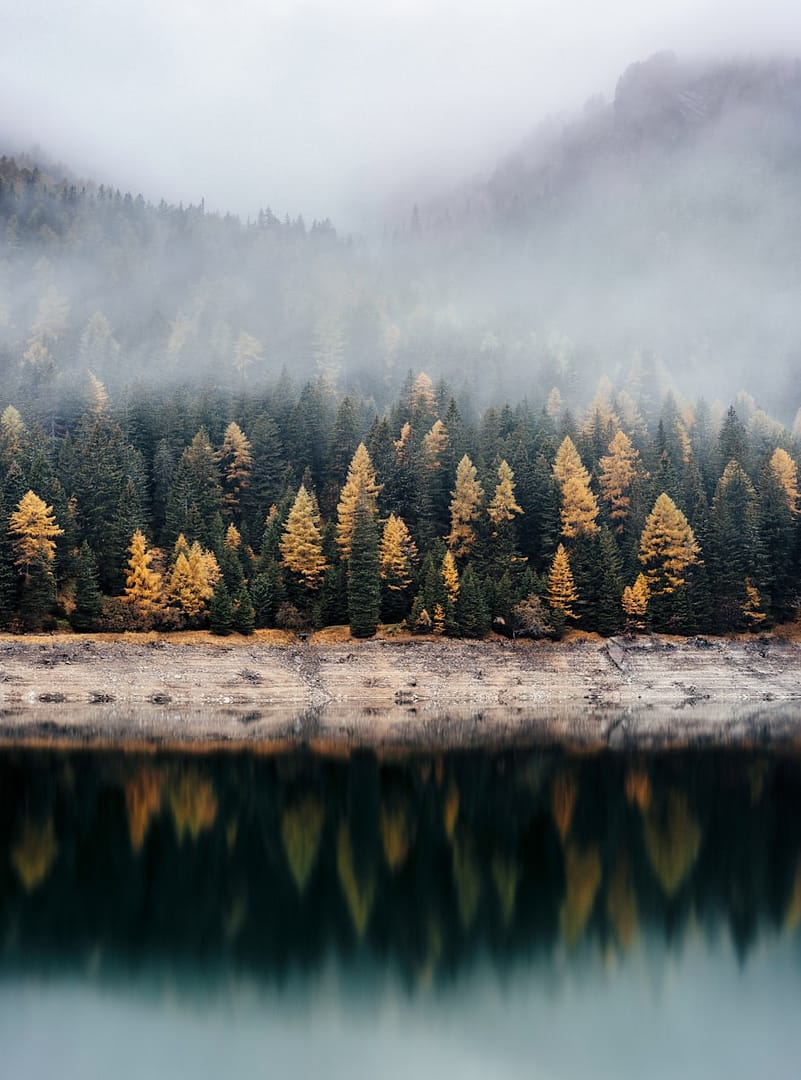 Forêt de Bialowieza