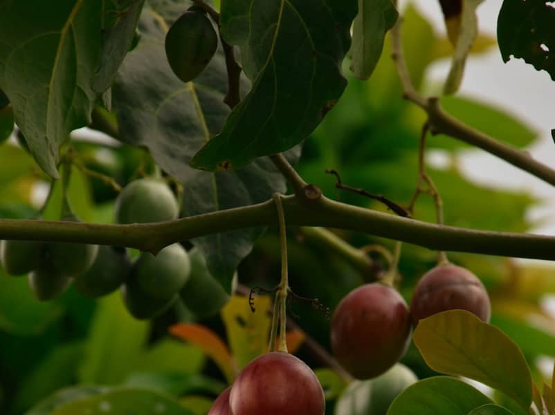 Tamarillo (arbre aux tomates) : Propriétés et bienfaits