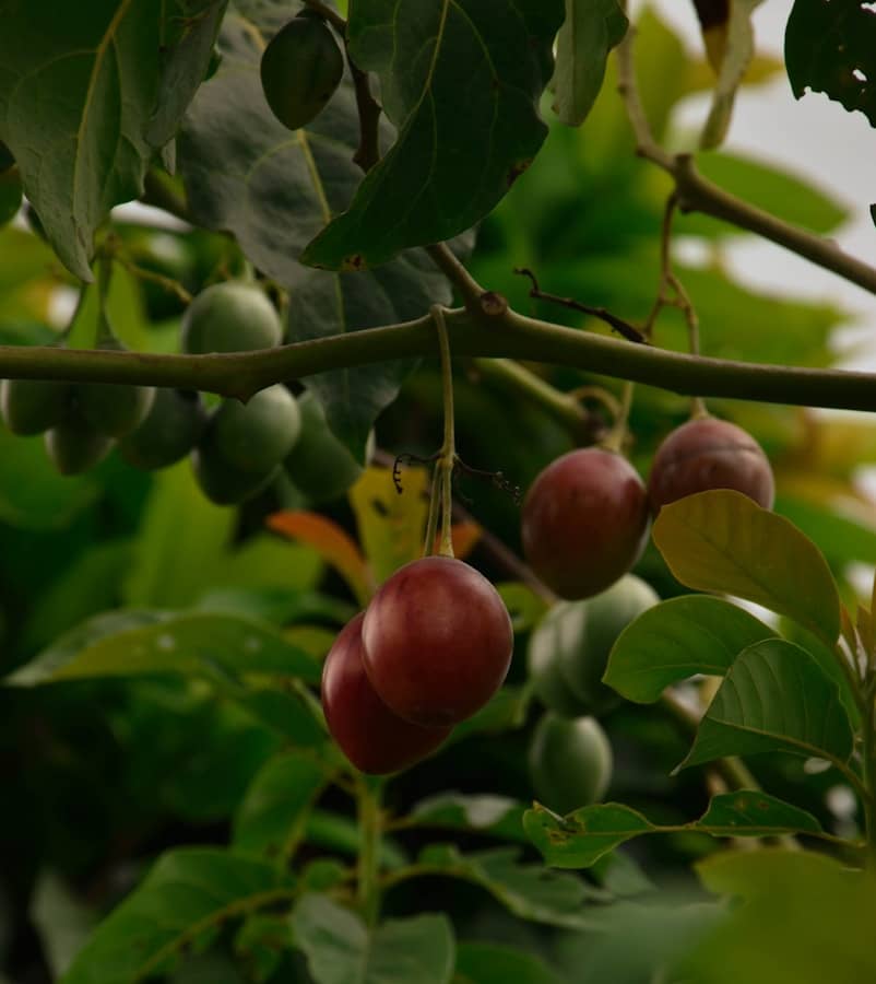 Tamarillo (arbre aux tomates) : Propriétés et bienfaits