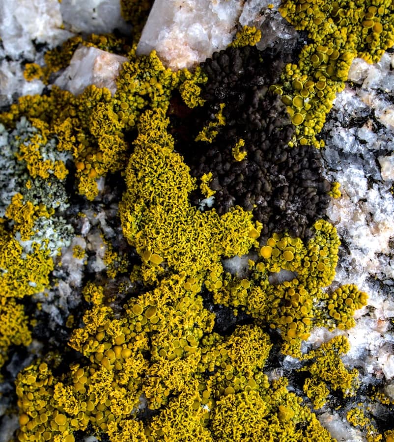 Lichens : Lichen foliacé, lichen crustacé