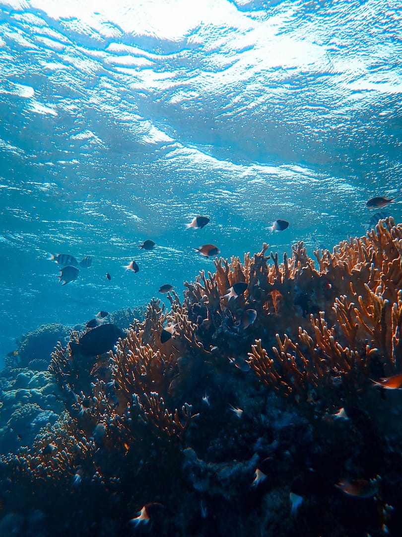 Le rôle des océans dans la régulation du climat