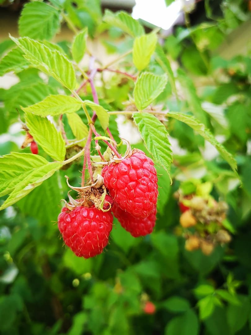 Framboise