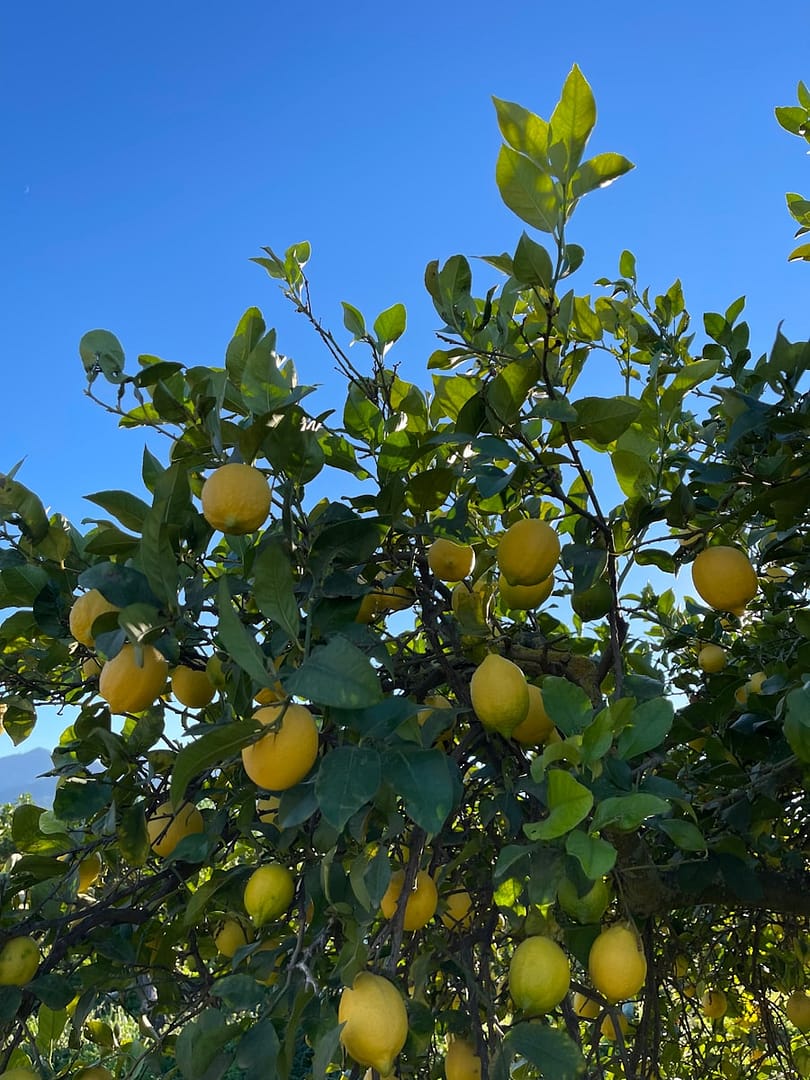 Le citron