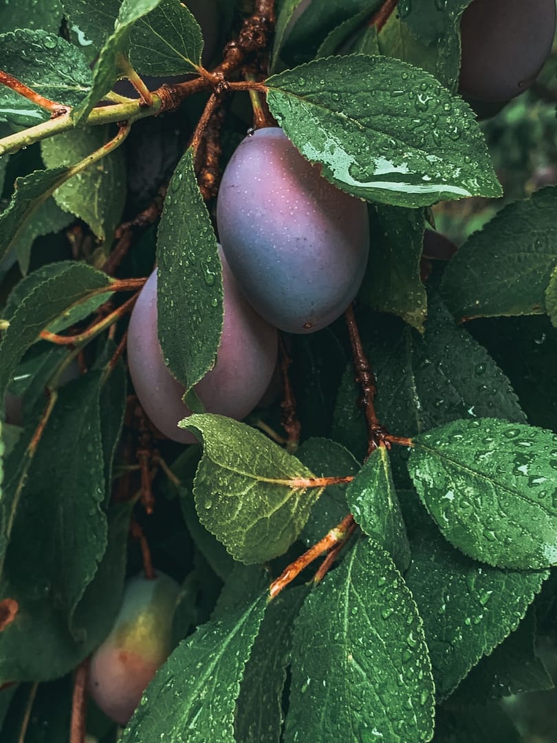 Délicieuses prunes de saison, riches en saveurs et en bienfaits.