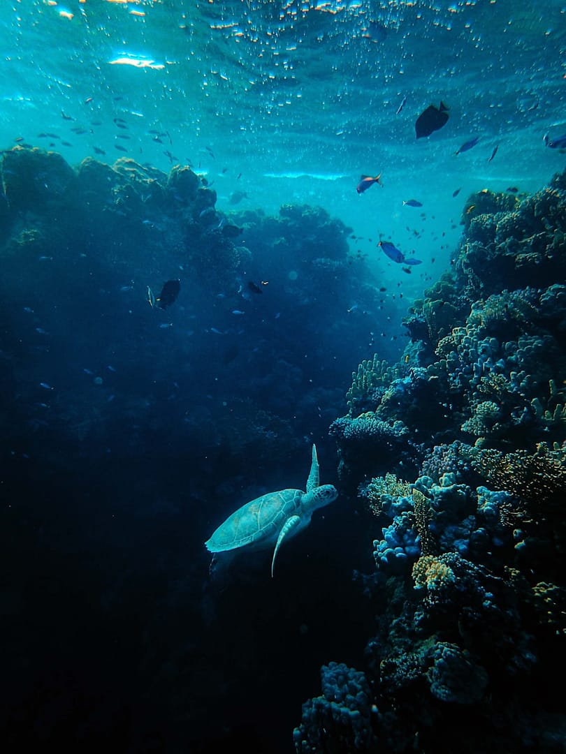 mer et l’océan