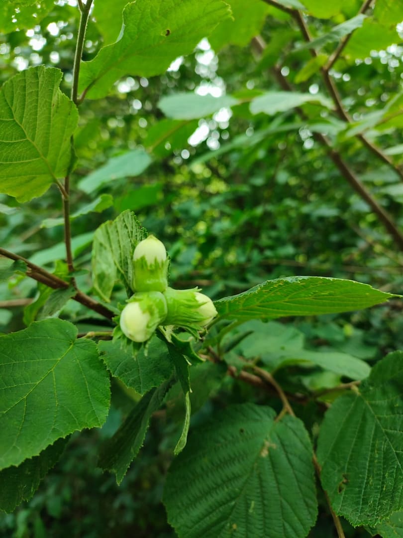 a close up of a tree with green leaves
