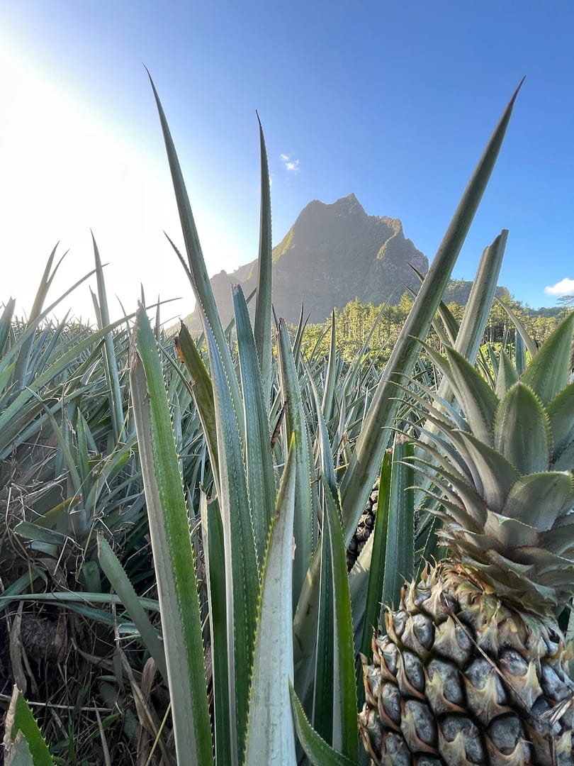 Ananas : Propriétés et bienfaits