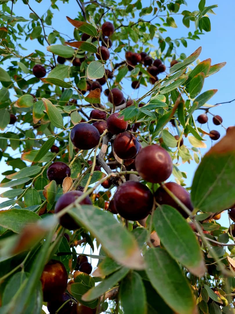 Jujube : Propriétés et bienfaits