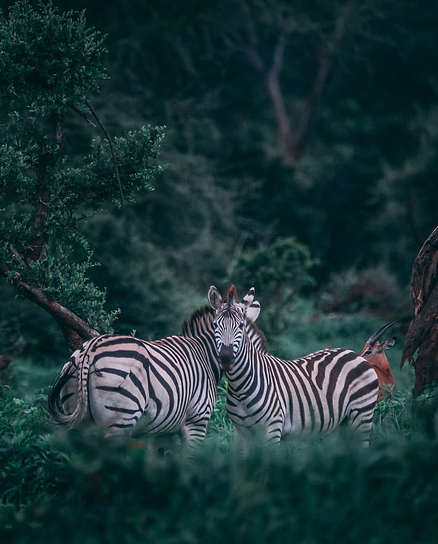 Animaux terrestres