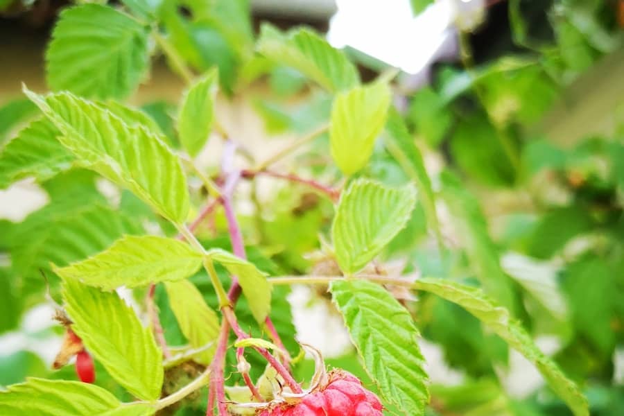 Framboise