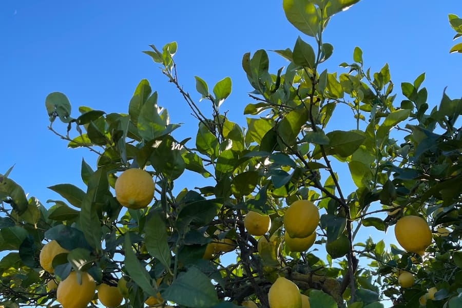 Le citron