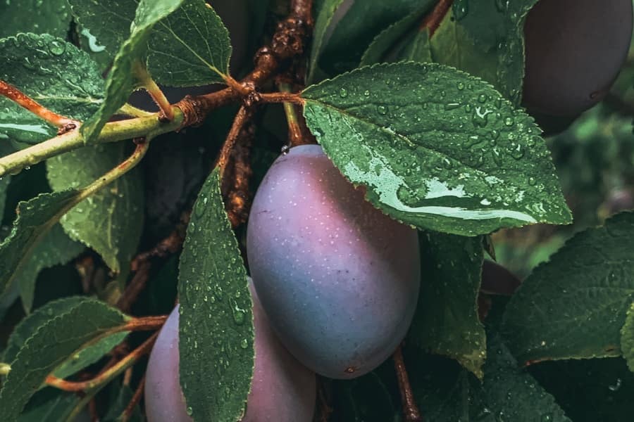 Délicieuses prunes de saison, riches en saveurs et en bienfaits.