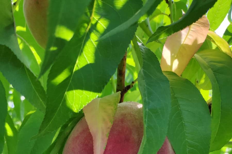 Nectarine