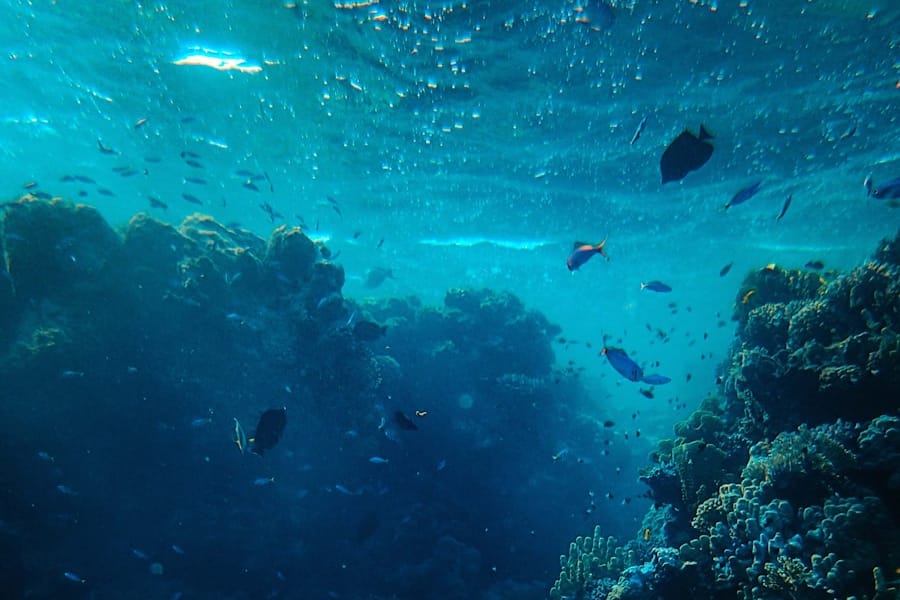 mer et l’océan