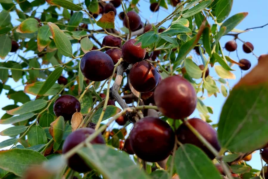 Jujube : Propriétés et bienfaits