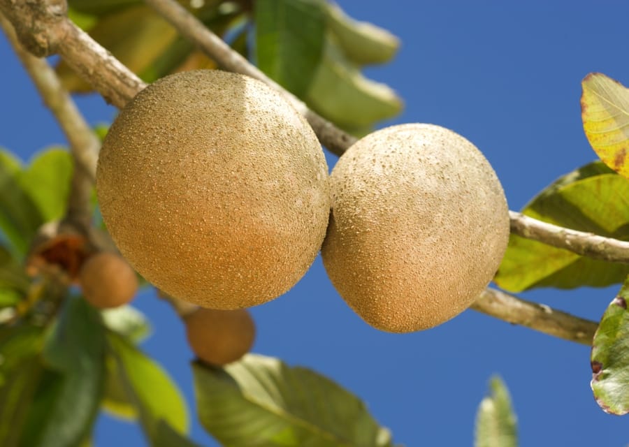 Mamey sapote : Propriétés et bienfaits