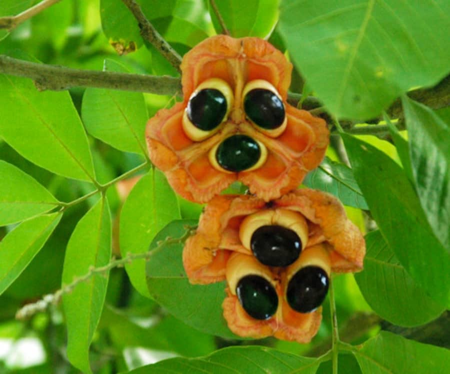 Ackee : Propriétés et bienfaits