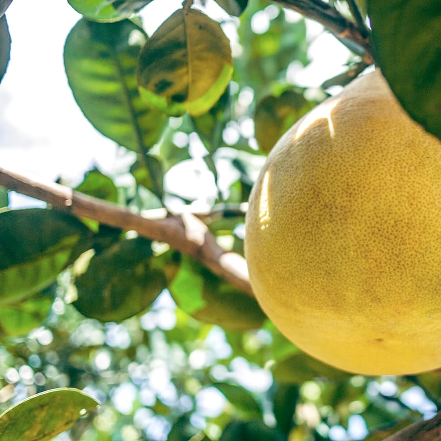 Pomelo : Propriétés et bienfaits