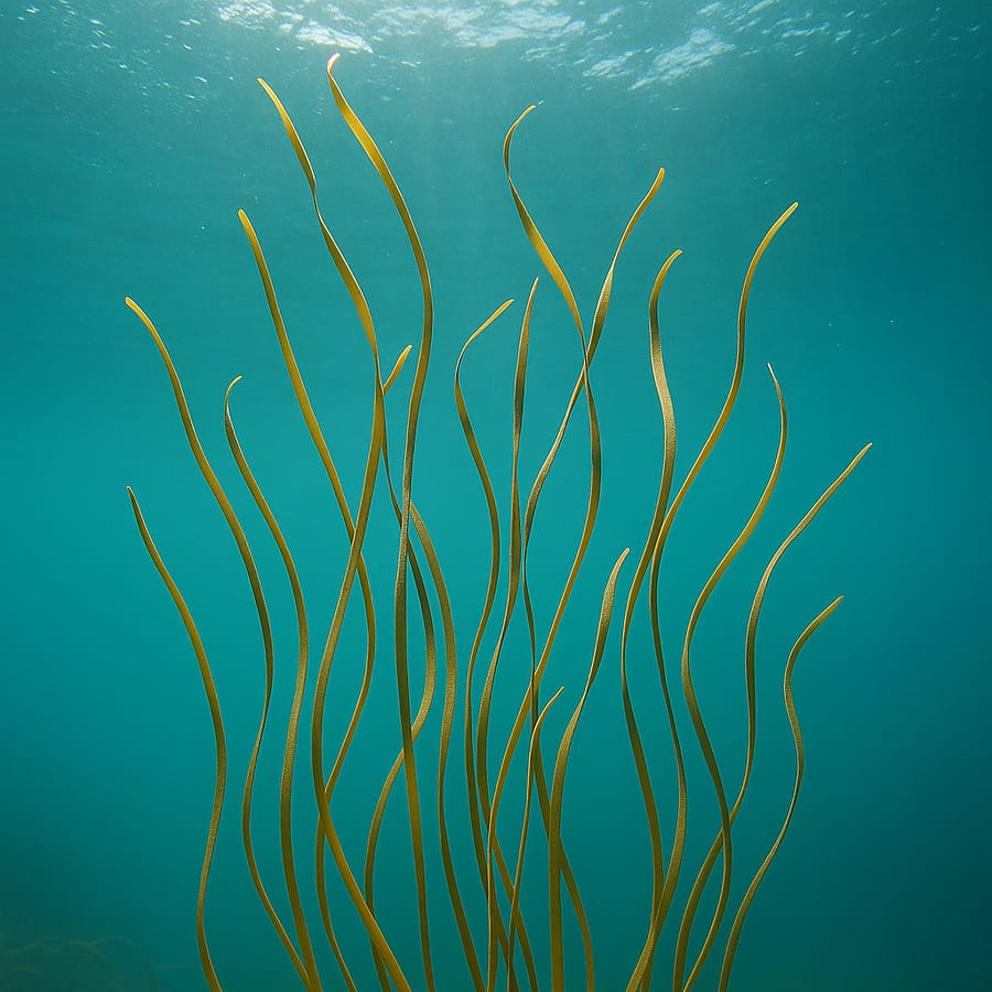 Algue brune Spaghetti de mer ou Himanthalia elongata