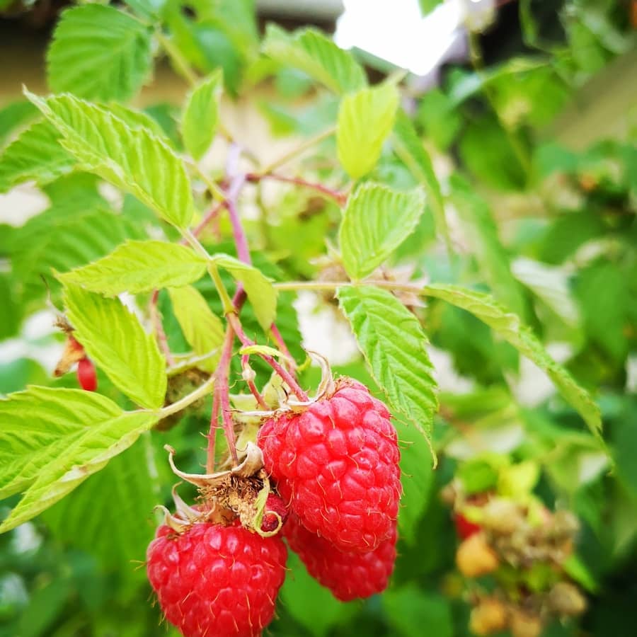 Framboise