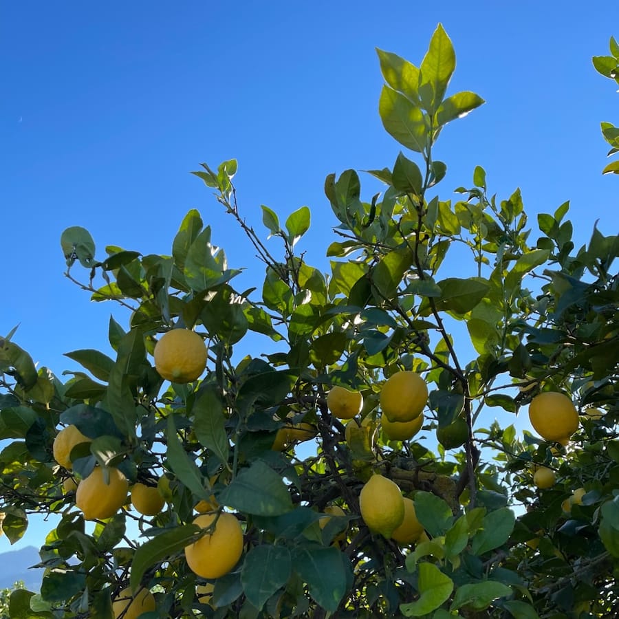 Le citron