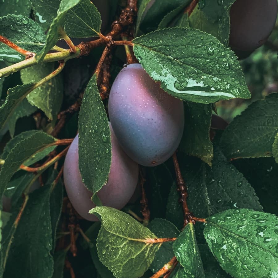 Délicieuses prunes de saison, riches en saveurs et en bienfaits.