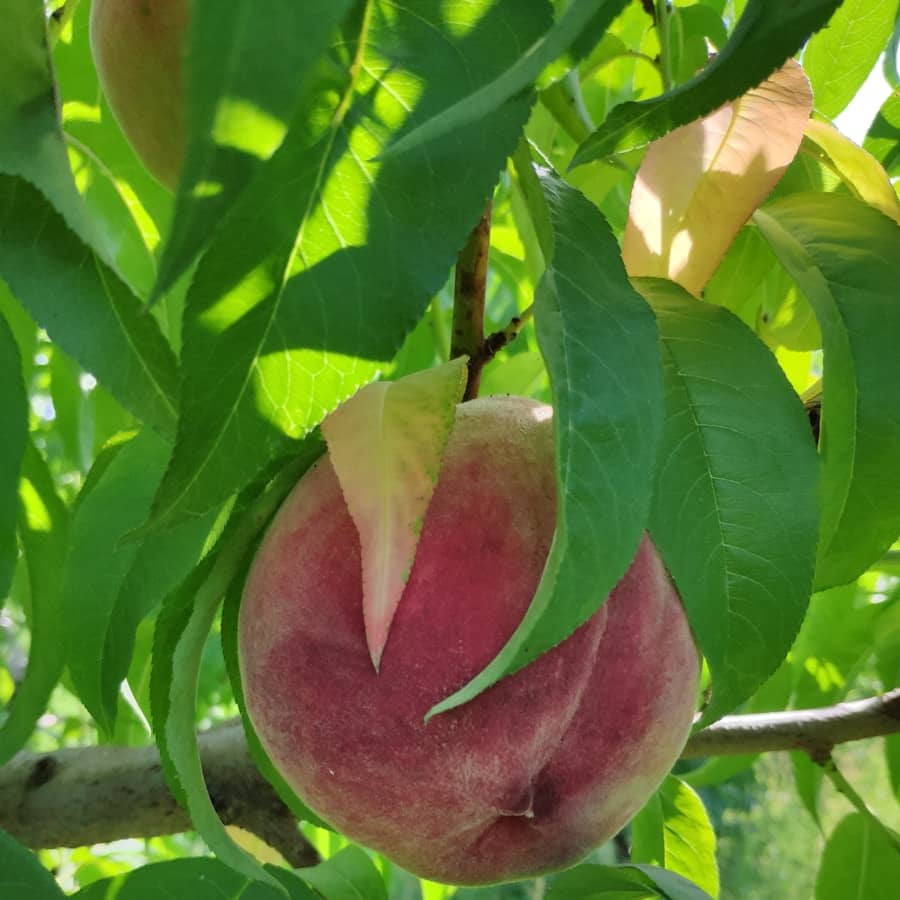 Nectarine