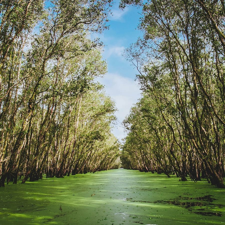 Les mangroves