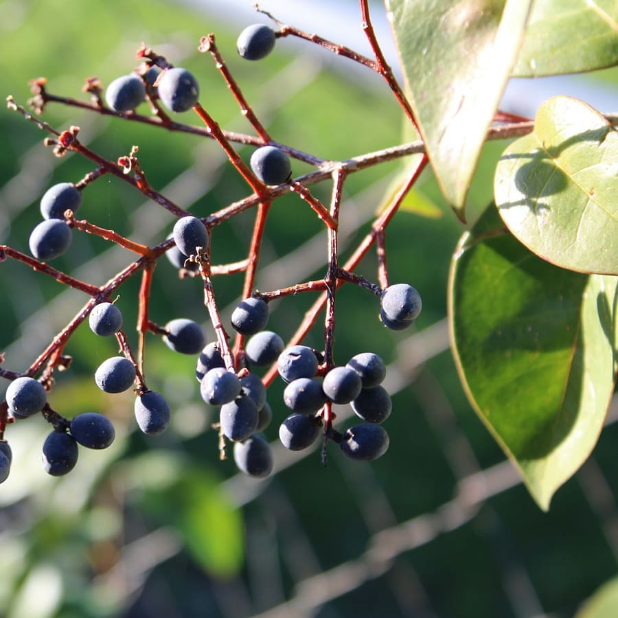Baies de Mahonia : Propriétés et bienfaits
